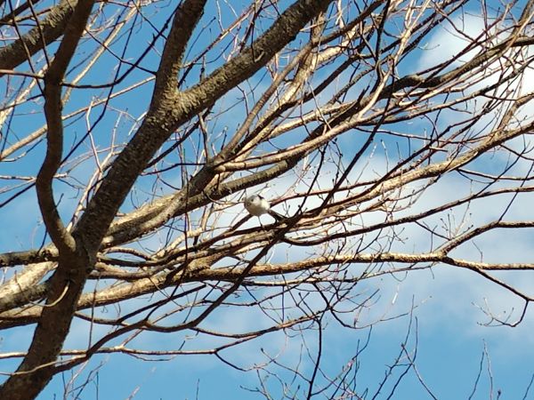 ④ウトナイ湖散策：野鳥の聖域。運が良ければシマエナガに出会える！