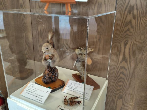 ③ウトナイ湖野生鳥獣保護センター：野鳥・ヒグマなどの迫力のある剥製が見学できる