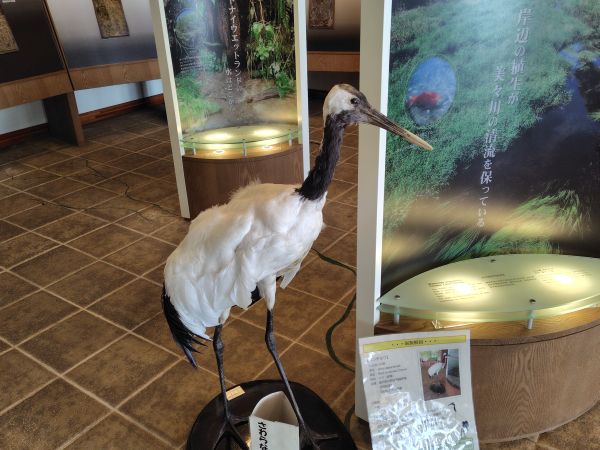 ③ウトナイ湖野生鳥獣保護センター：野鳥・ヒグマなどの迫力のある剥製が見学できる