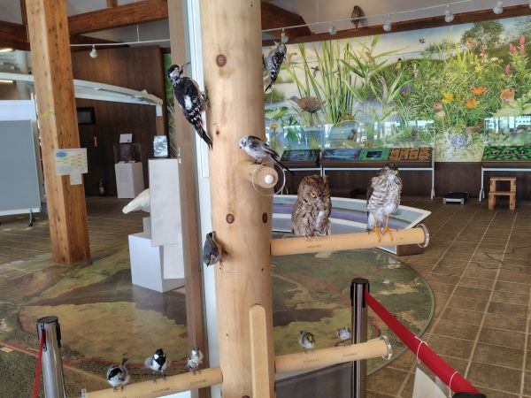 ③ウトナイ湖野生鳥獣保護センター：野鳥・ヒグマなどの迫力のある剥製が見学できる