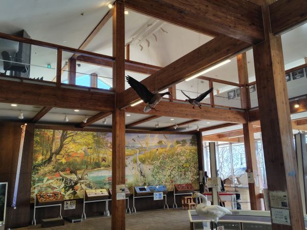 ③ウトナイ湖野生鳥獣保護センター：野鳥・ヒグマなどの迫力のある剥製が見学できる