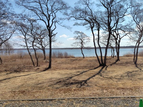 ④ウトナイ湖散策：野鳥の聖域。運が良ければシマエナガに出会える！