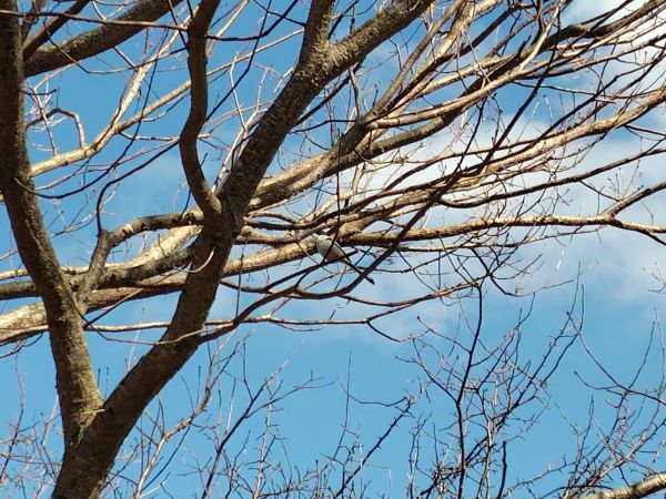 ④ウトナイ湖散策：野鳥の聖域。運が良ければシマエナガに出会える！