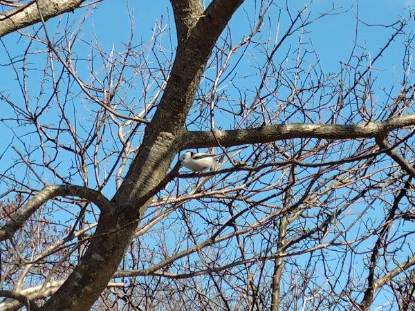 ④ウトナイ湖散策：野鳥の聖域。運が良ければシマエナガに出会える！