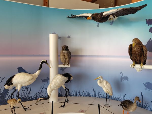 ③ウトナイ湖野生鳥獣保護センター：野鳥・ヒグマなどの迫力のある剥製が見学できる