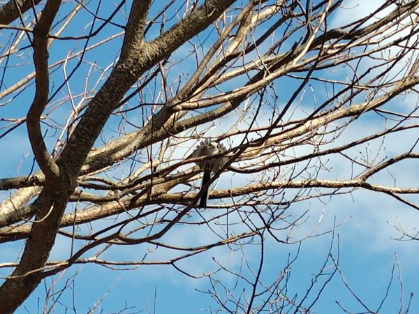 ④ウトナイ湖散策：野鳥の聖域。運が良ければシマエナガに出会える！