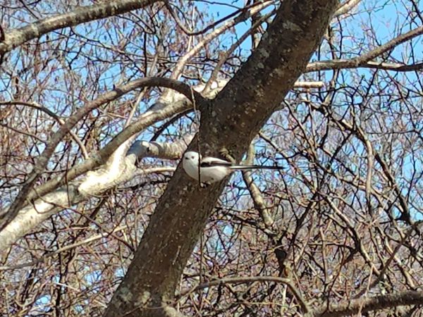 ④ウトナイ湖散策：野鳥の聖域。運が良ければシマエナガに出会える！