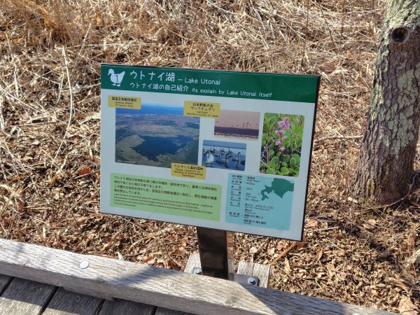 ④ウトナイ湖散策：野鳥の聖域。運が良ければシマエナガに出会える！