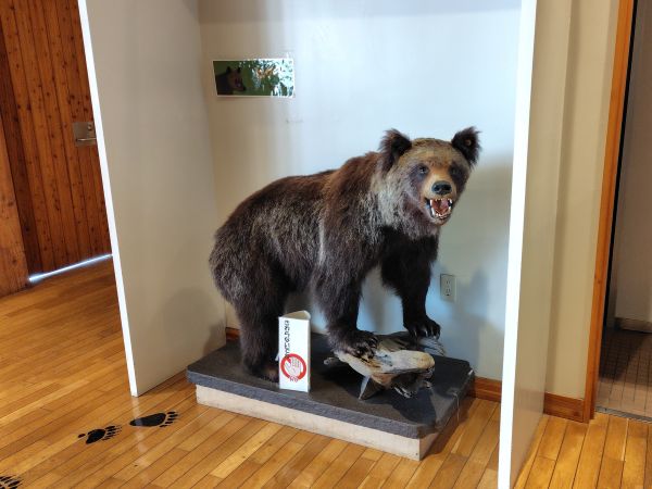 ③ウトナイ湖野生鳥獣保護センター：野鳥・ヒグマなどの迫力のある剥製が見学できる