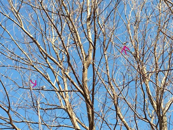 ④ウトナイ湖散策：野鳥の聖域。運が良ければシマエナガに出会える！